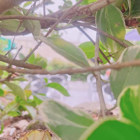 Hotel Marea ポイオ エクステリア 写真